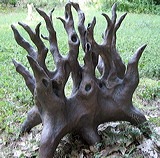 c2011_8_26reefroots_1980